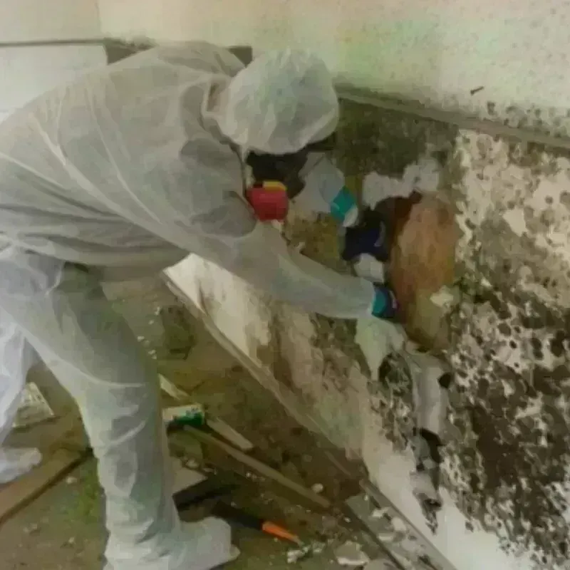 Mold Remediation and Removal in Golden, CO